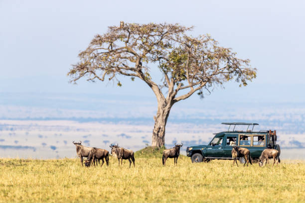 Kenya’s Maasai Mara: Tour into The Wild